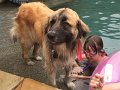 Alex_MooseDiscoversPool (26)